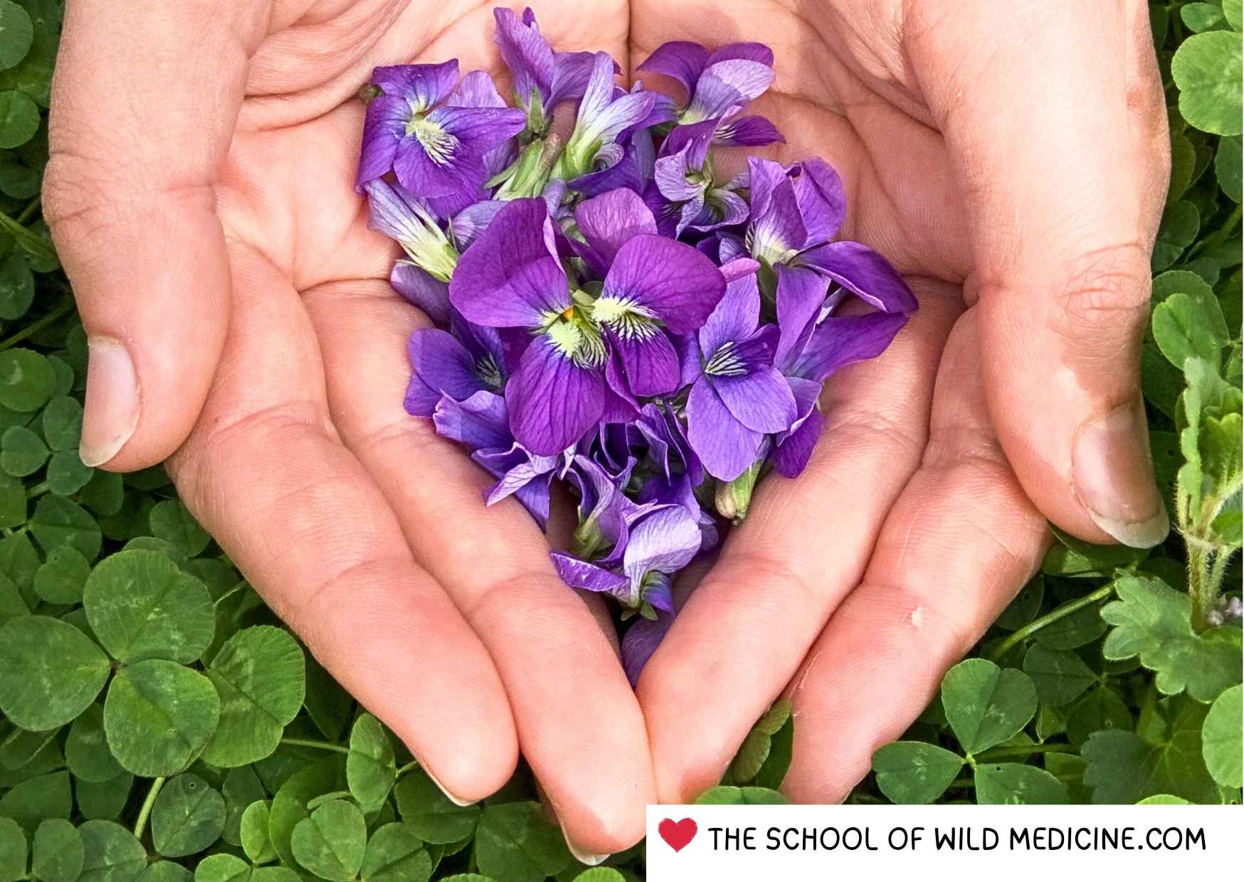 Violet medicinal uses: Exciting violet benefits - The School of Wild ...